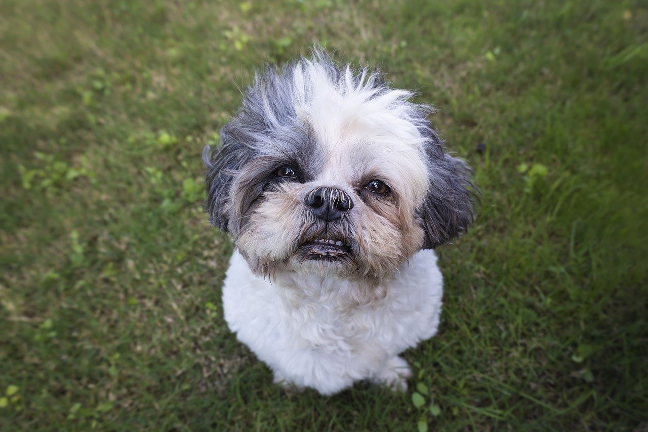 A Guide to Understanding the Shih Tzu